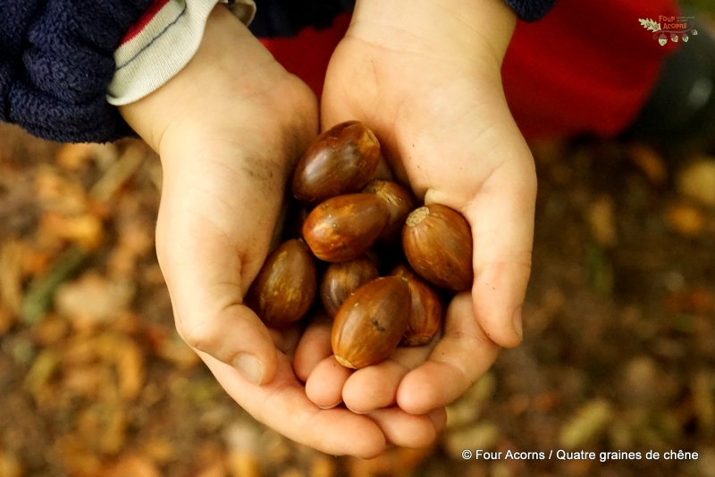 hands-child-acorns-autumn-leaves