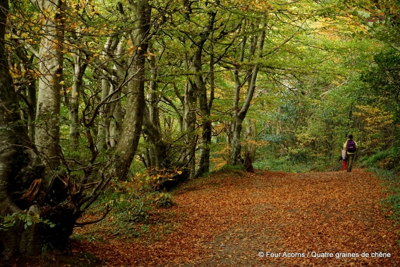 autumn-walk-leaves-forest-children-trail