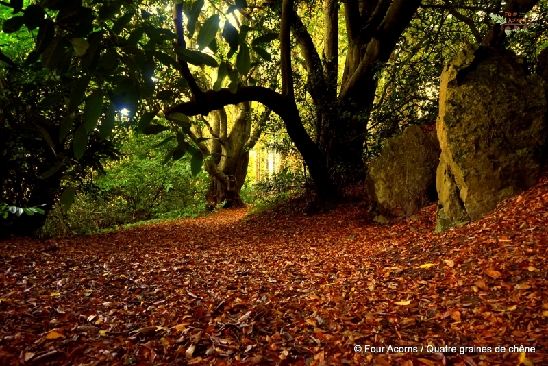 autumn-leaves-forest-trees-orange-rocks