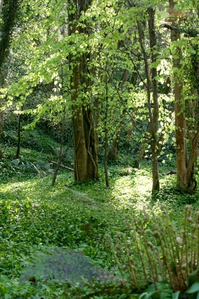 Knocksink-reserve-wild-garlic-trees-forest