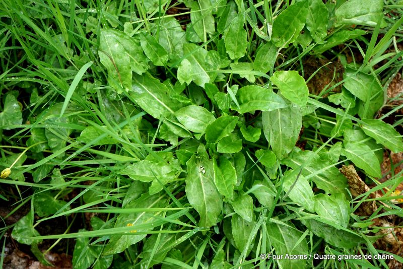foraging-wicklow-sorrel-oseille-rumex-acetosa