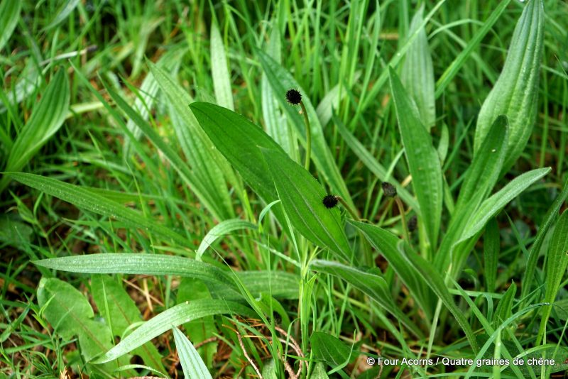 foraging-wicklow-narrowleaf-plantain-plantago-lanceolata-wild-food