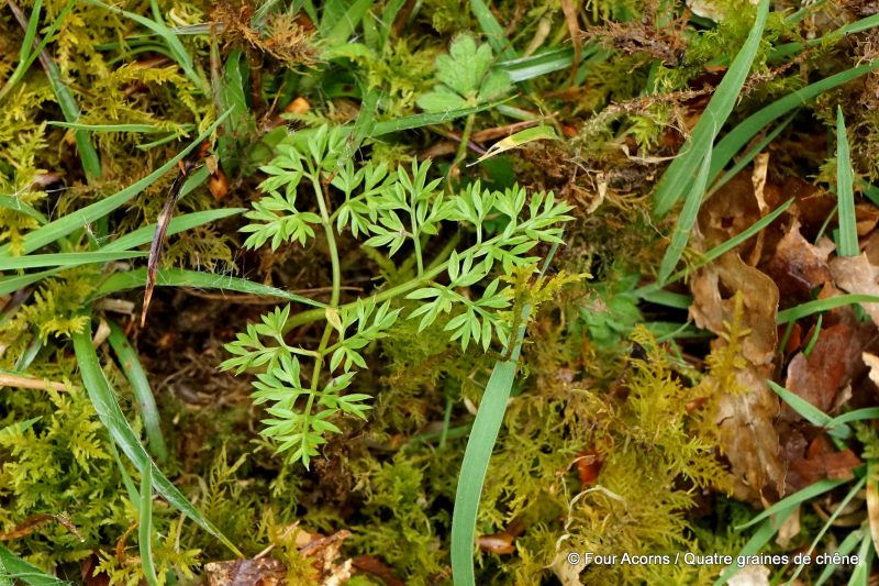 foraging-wicklow-pignut-noixdeterre-conopodium-majus-wild-food