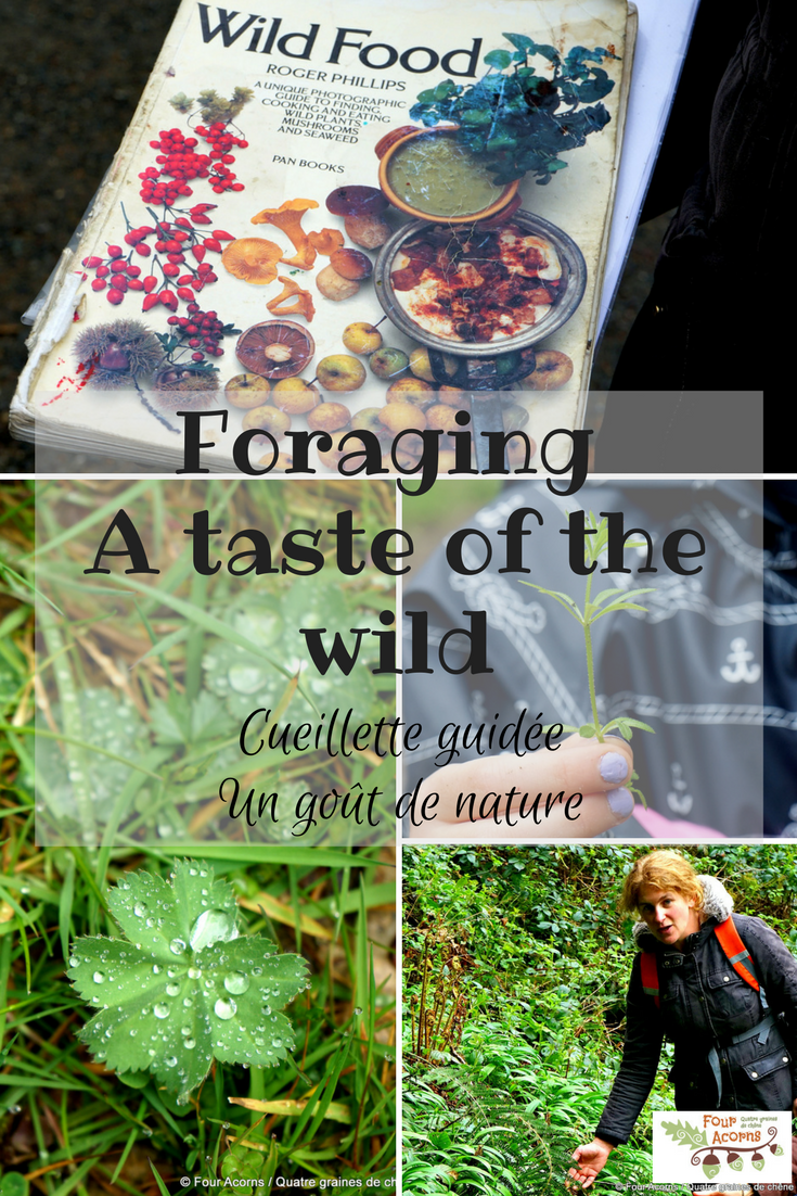 foraging-wicklow-wild-foods