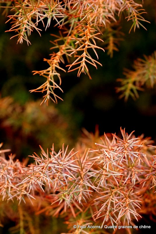 japanese-cedar-leaves-winter-kilmacurragh-wicklow