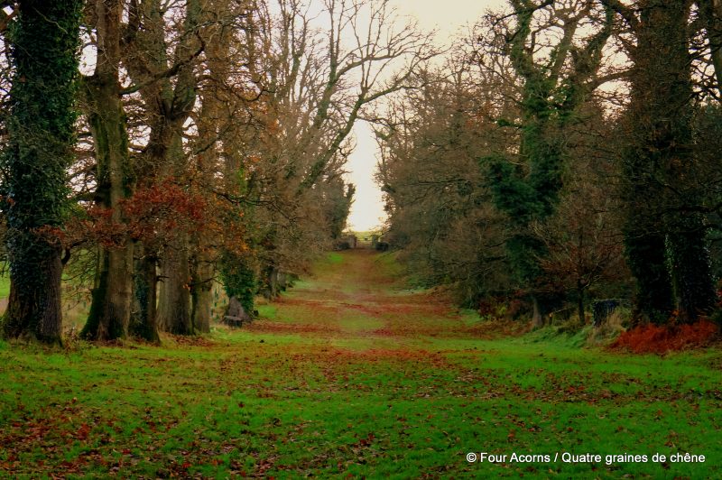 oak-avenue-winter-kilmacurragh-wicklow