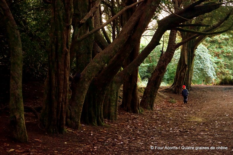 yew-trees-Kilmacurragh-gardens-elf-child-solstice-walk