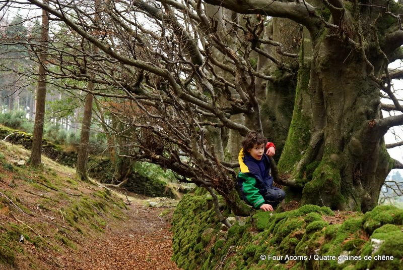 Crone Woods, Wicklow, Ireland, Irlande, Four Acorns, Coillte, #wildtime