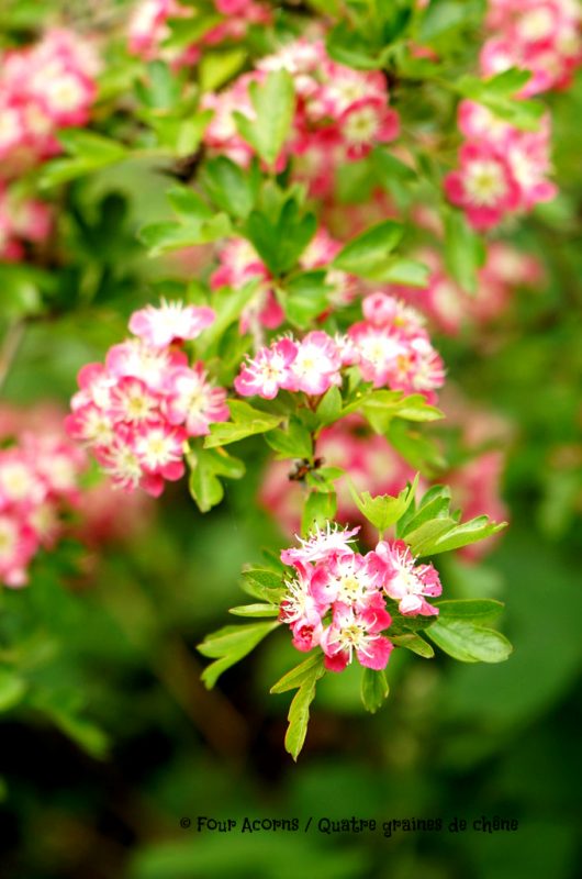 pink hawthorn, aubépine
