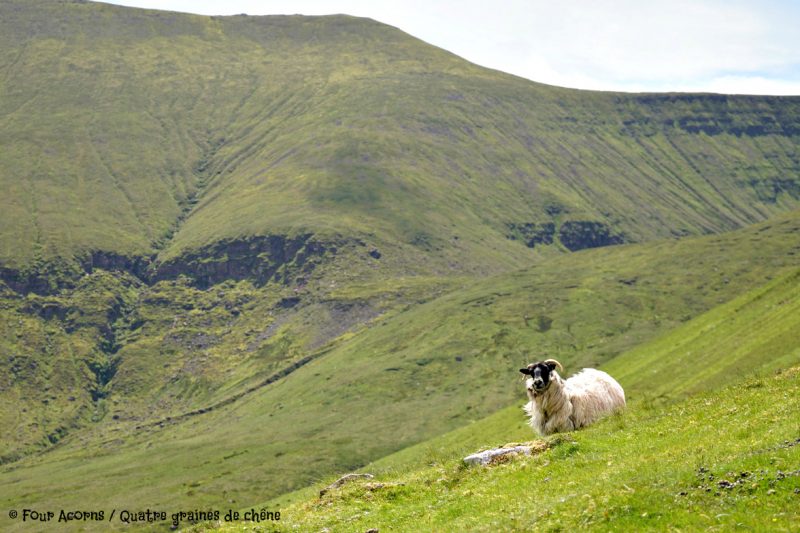 Glen of Aherlow, Tipperary, Ireland, Irlande, Galtee, Lough Curra, hiking, family, adventure, great outdoors, mountains, montagnes, plein air, randonnee, famille, sheep, mouton