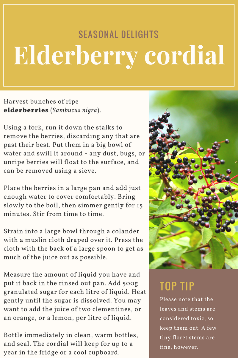 elderberry-cordial-recipe-autumn-fall-ireland-foraging