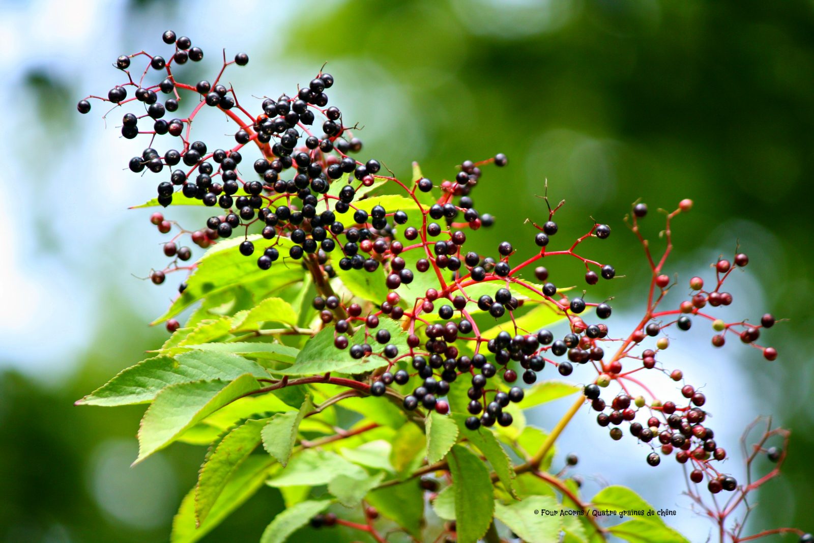 elderberry-autumn-fall-elder-foraging