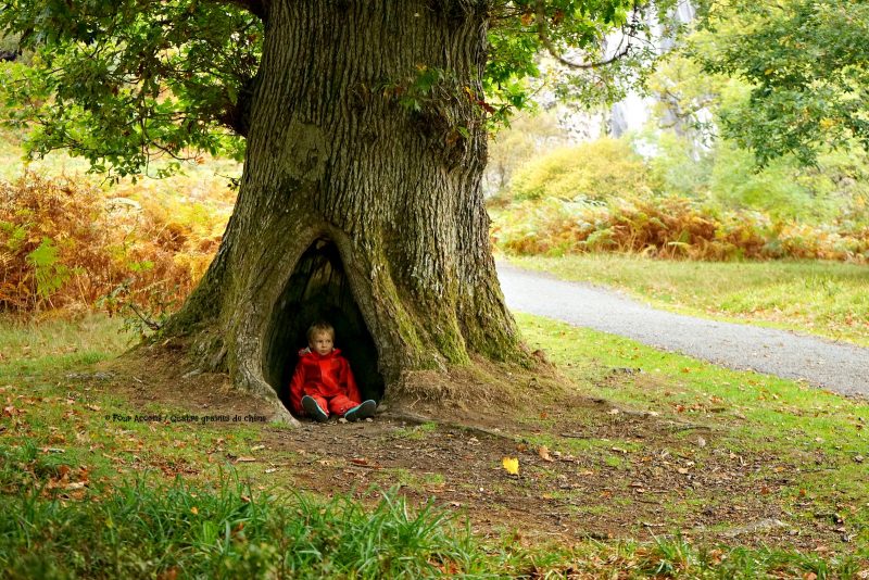 boy-sitting-tree-nook-oak