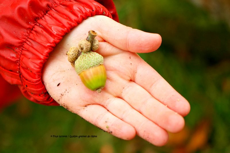 child-hand-acorn-autumn