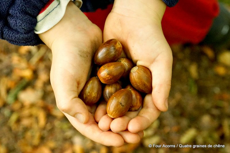 acorns-handful-autumn-hands-child