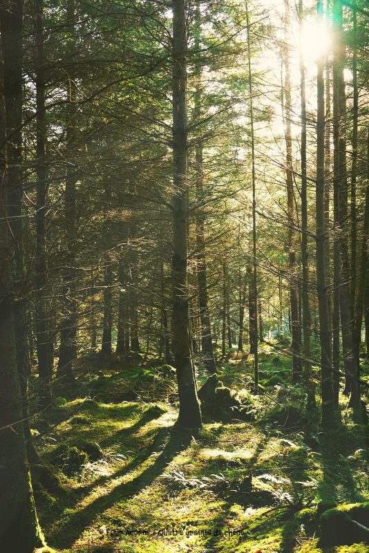 morning-sunshine-pine-trees-Wicklow-Ireland