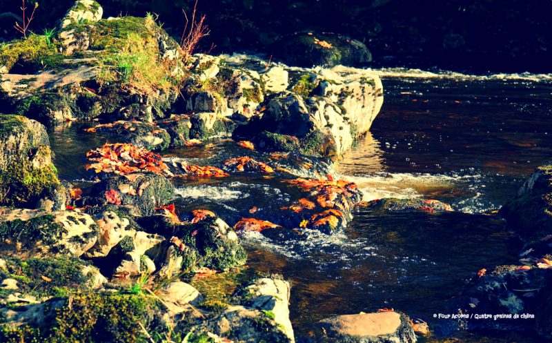 river-rocks-closeup-avonmore-autumn-leaves