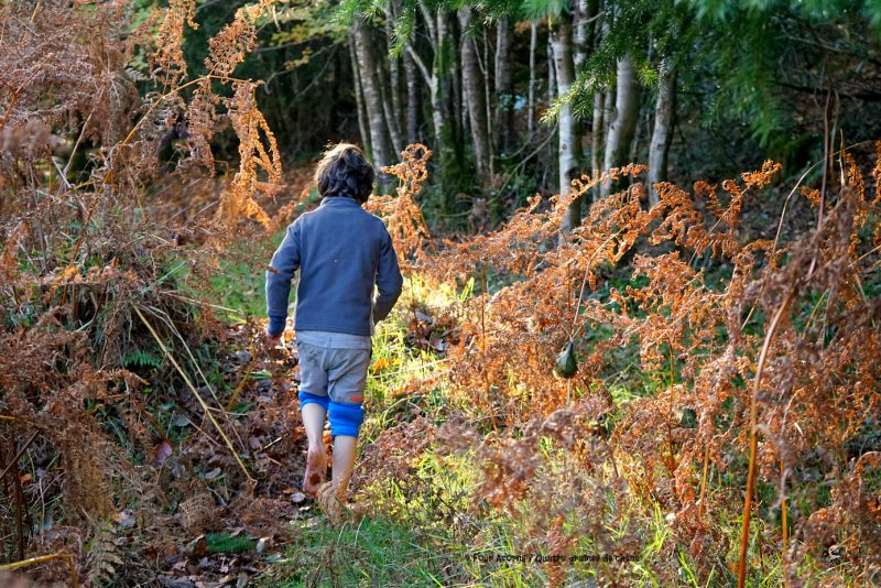 boy-barefoot-walking-bracken-forest-autumn