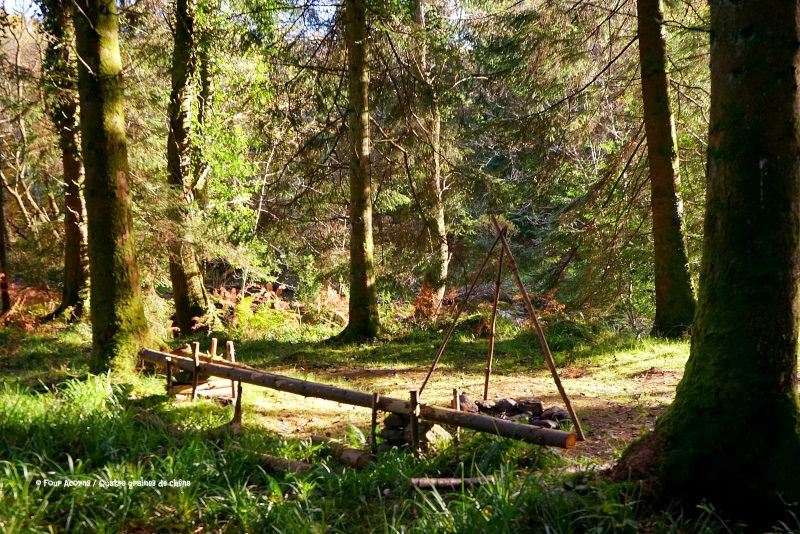 autumn-forest-basecamp-campfire-bench-sunshine