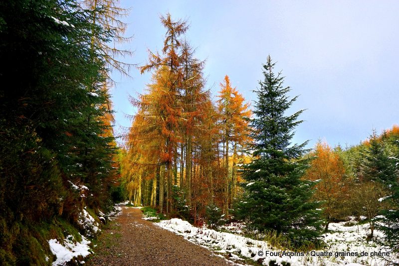 road-snow-larch-tree-orange-evergreen-trees