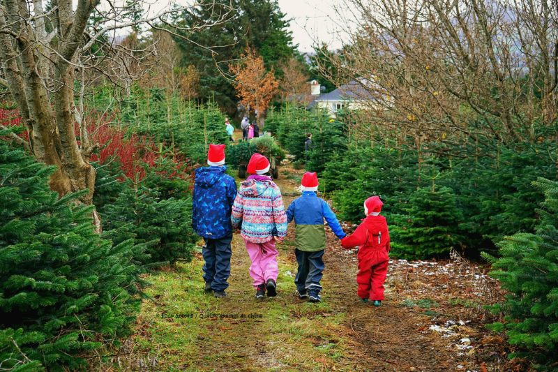 four-children-santa-hats-christmas-tree-farm-walk-down-lane