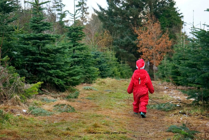 elf-child-red-suit-santa-hat-walk-down-lane-christmas-tree-farm