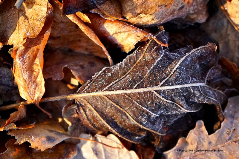 frosty-autumn-leaves-ground-sunshine