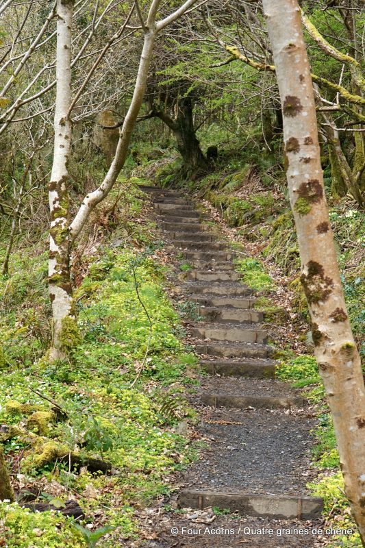 devils-chimney-sligo-glencar-birch-trees-steps-trail