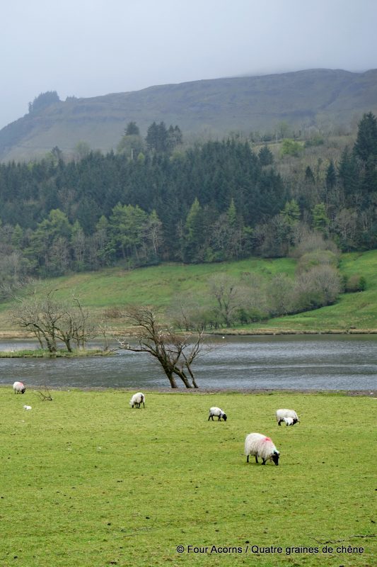 glencar-lake-sligo-ireland-sheep-rain