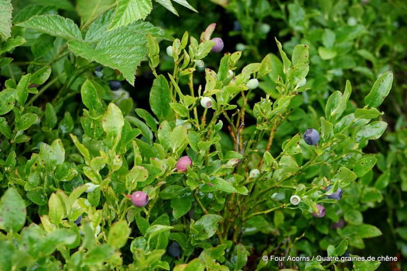 blueberries-blueberry-fraughan-myrtilles
