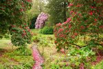 Kilmacurragh, National Botanic Gardens, botanic gardens, Avoca Paintng School, Rod Coyne, Avoca Gallery, rhododendrons, art, nature, spring, April