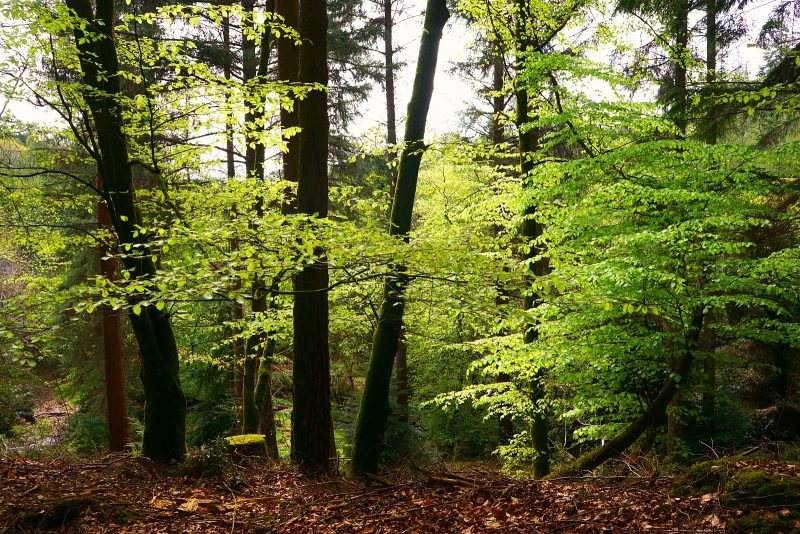 beech-leaves-trees-tipi-adventures-ireland-wicklow