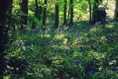 bluebells-kilbroney-rostrevor-meadow-may-spring