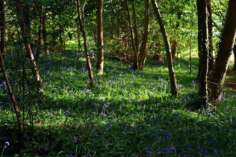 bluebells-kilbroney-rostrevor-meadow-may-spring