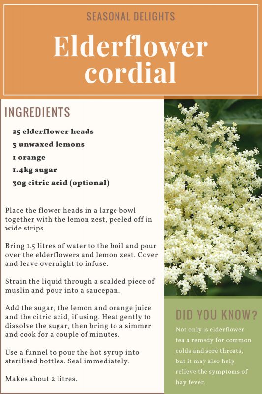 elderflower-cordial-recipe