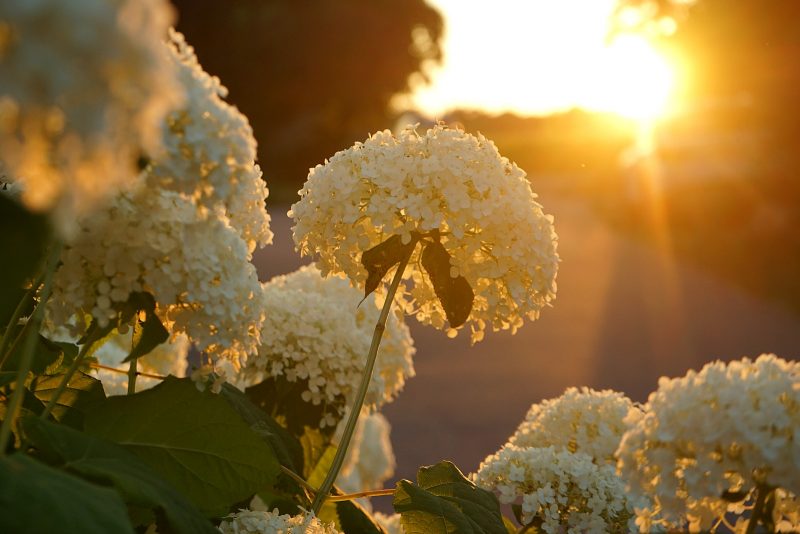 hydrangea-summer-sunset-hortensias-soleil