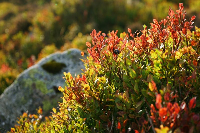 bilberry-blueberry-red-leaves-wicklow-ireland