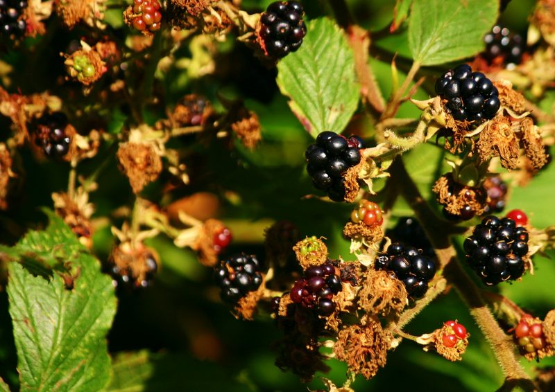 blackberry-bush-brambles-foraging