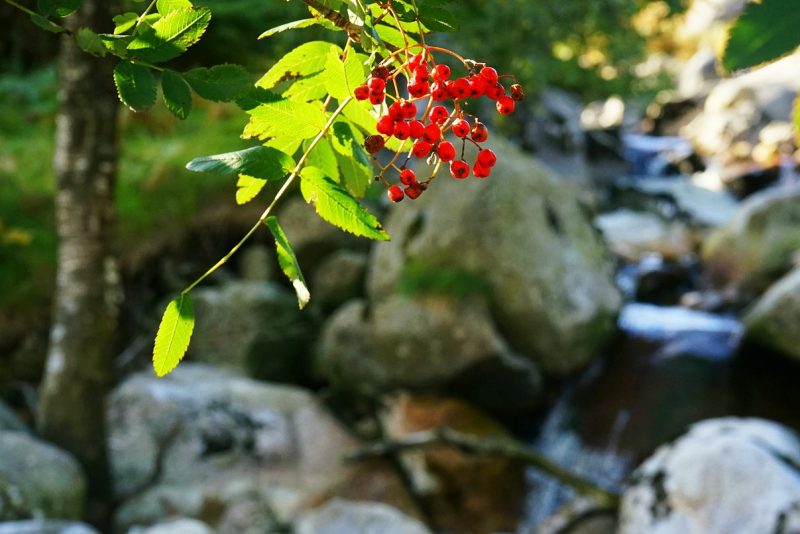 red-rowan-berries-tree-autumn-ireland-sorbier
