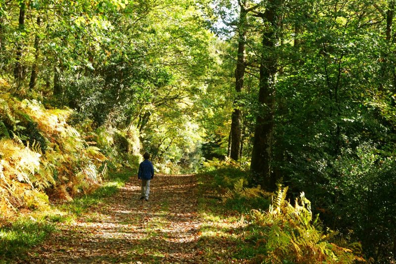 avonmore-way-clara-vale-nature-reserve-wicklow-ireland