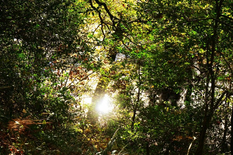 sun-reflection-avonmore-river-trees
