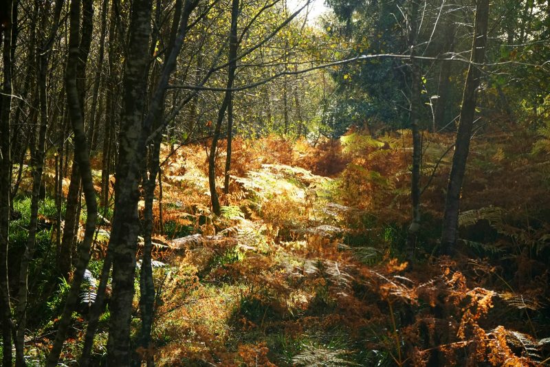 golden-fern-leaves-birch-trees-avonmore-way-wicklow-ireland