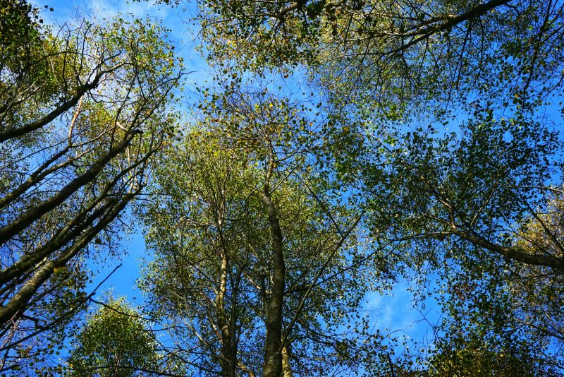 birch-trees-canopy-blue-sky