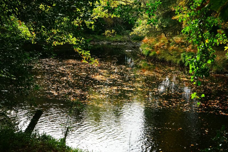 avonmore-river-wicklow-ireland-autumn-leaves