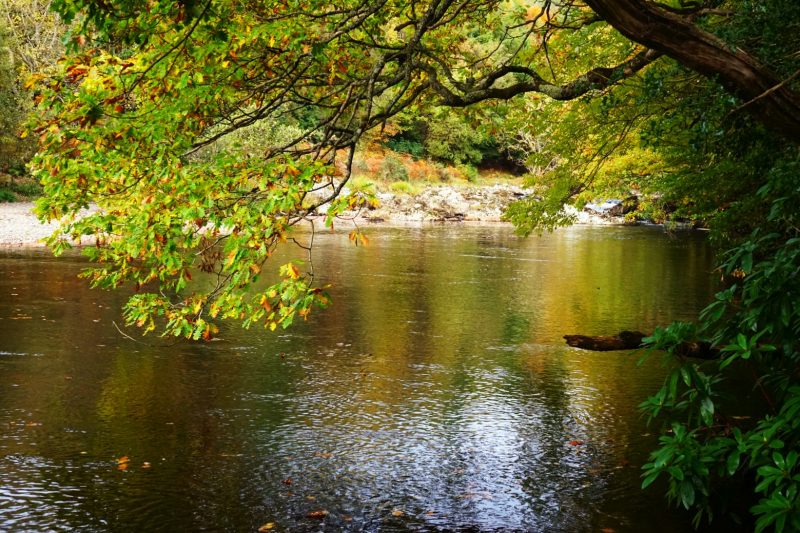 avonmore-river-pebble-beach-overhanging-tree-autumn-colours