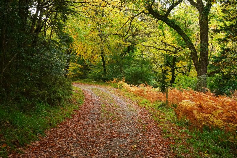 avonmore-way-clara-vale-nature-reserve-wicklow-ireland