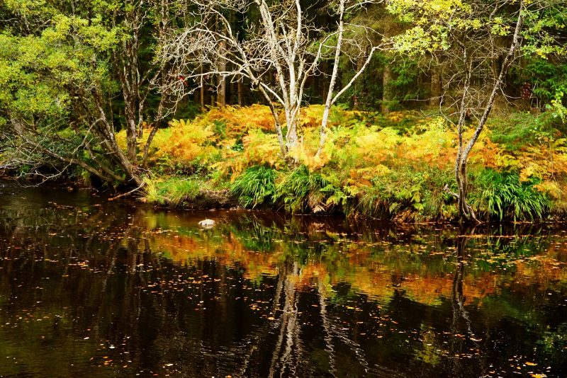 avonmore-river-reflection-autumn-colours-wicklow-ireland