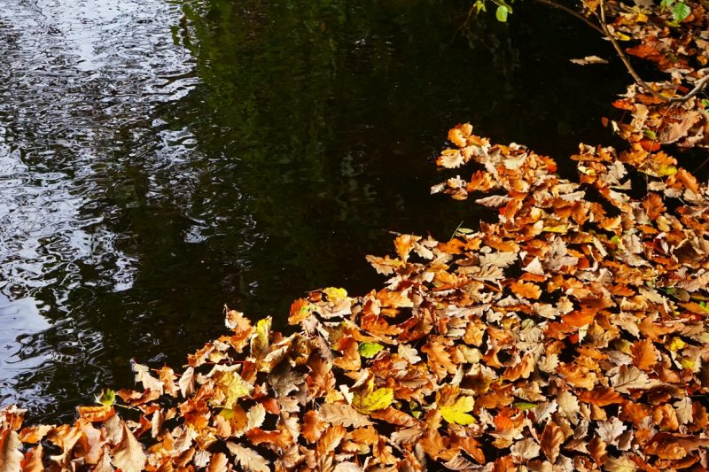 autumn-leaves-dark-river-water
