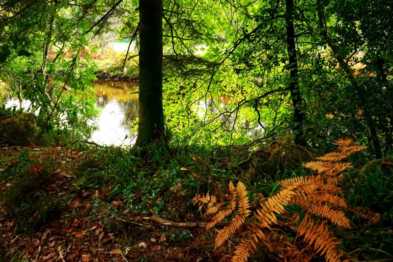 avonmore-way-river-wicklow-ireland-autumn