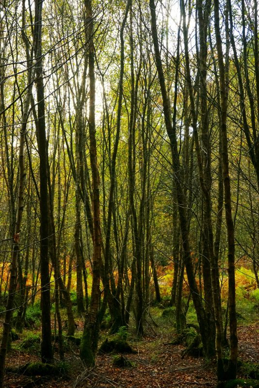 birch-stand-woodland-avonmore-way-wicklow-ireland